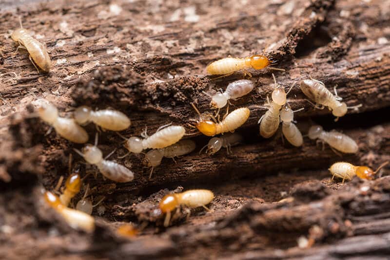 button to the page for ant control help