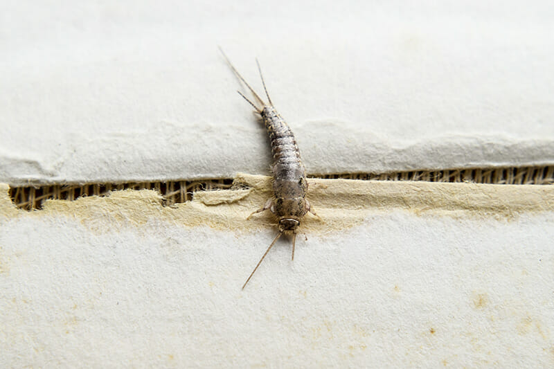 button to the page for mosquito control help