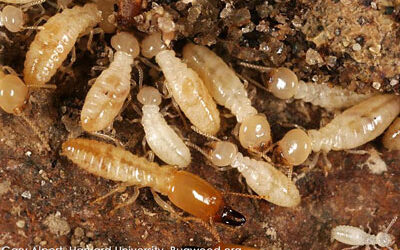 What to know about Termites