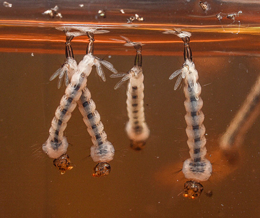 button to the page for mosquito control help