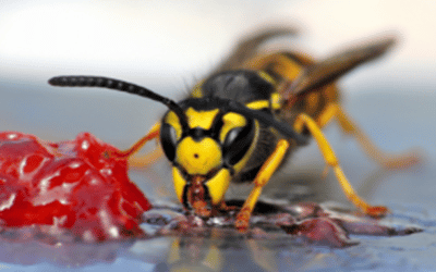 Wasps: Don’t Bee Confused!