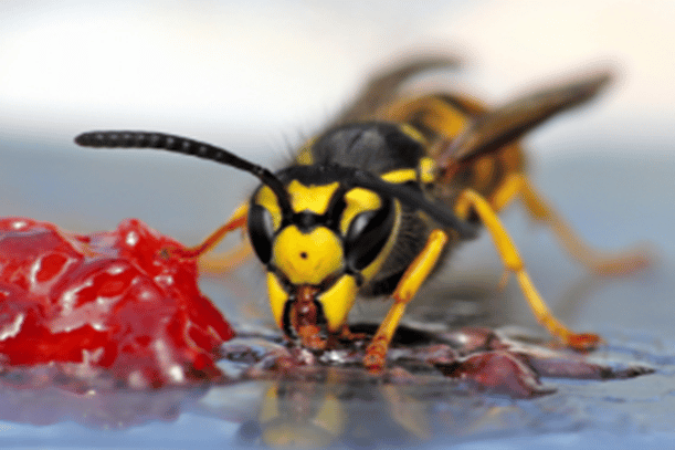 button to the page for ant control help
