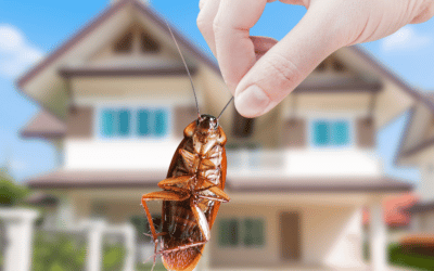 Cockroaches: Prehistoric Pests of the Here and Now