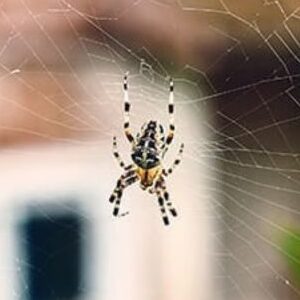 House spider