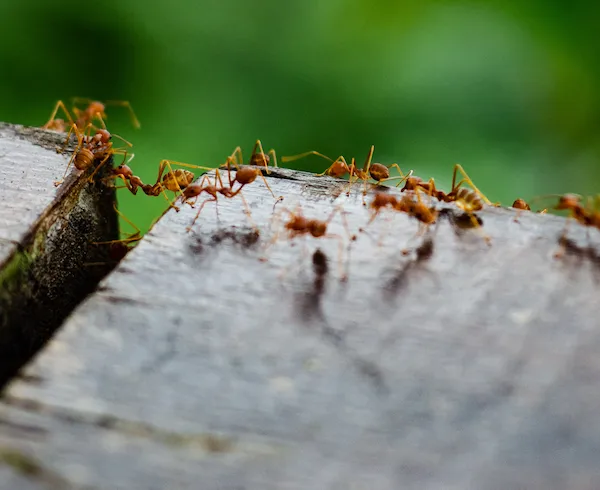 button to the page for ant control help